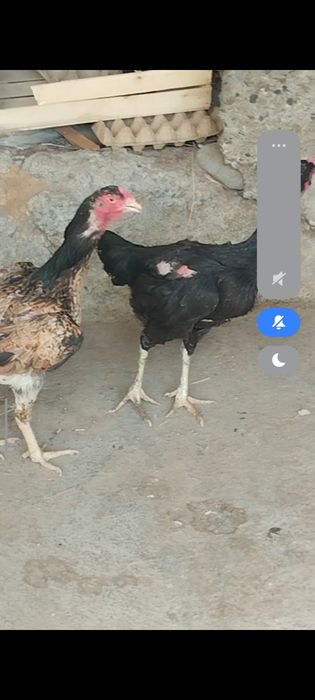 Сатлады срочнааа