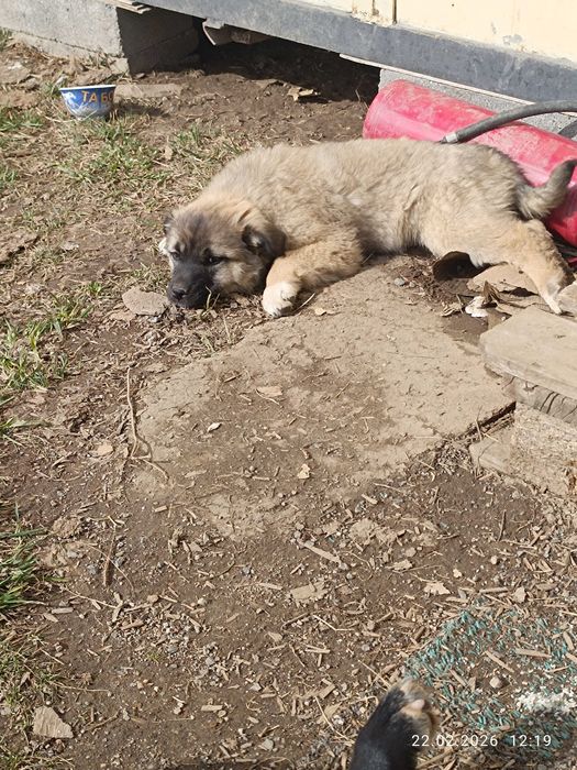 Отдам щенков в добрые руки
