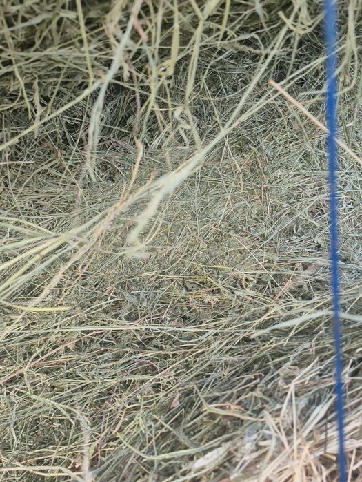 Vând urgent 40 de balotii din lucerna si fan