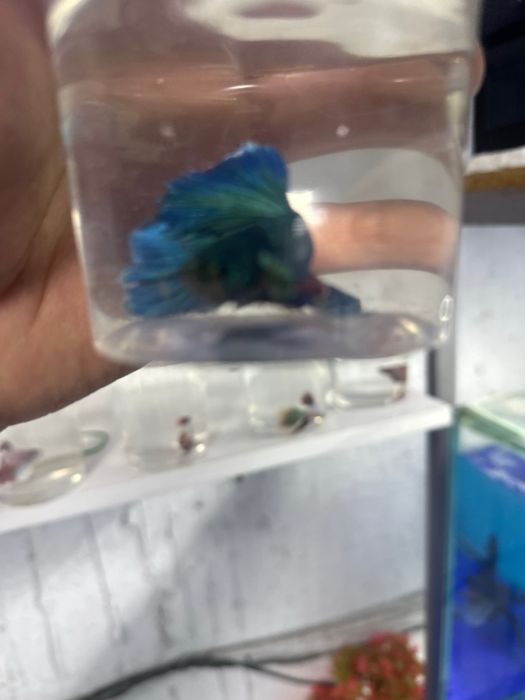 Kislorodsiz yashiydigan baliqlar