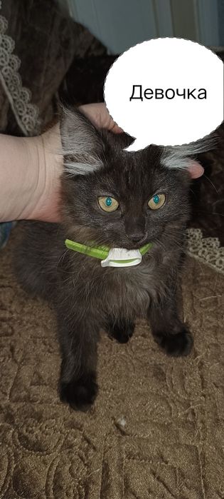 Отдам ласковых игривых котят