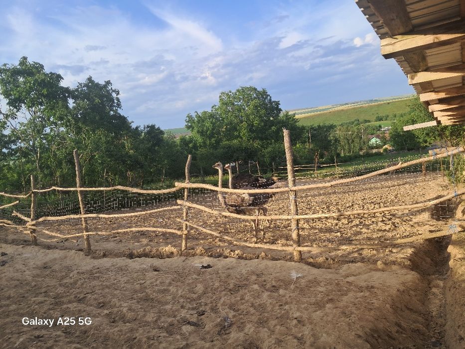 Vând 2 familii de struți producatori