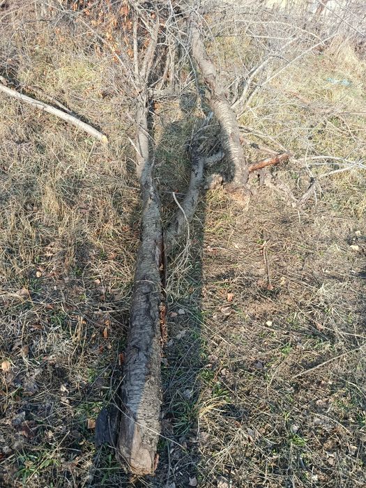 Отинга боладиган мевали дарахлар