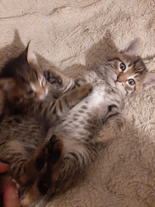 Подарявам прекрасни котенца