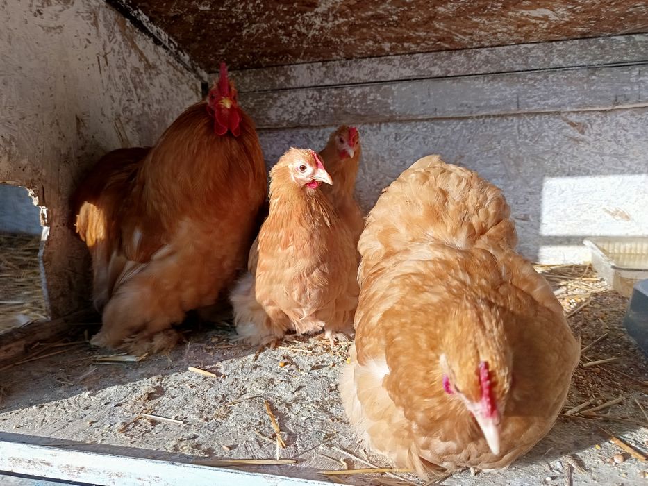 Oua incubat mătase japoneza și cochincina galben pitic