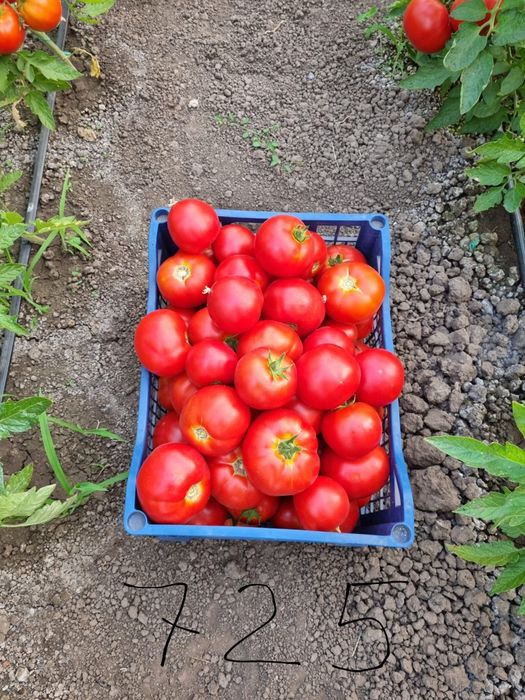 Suc de roșii Natural