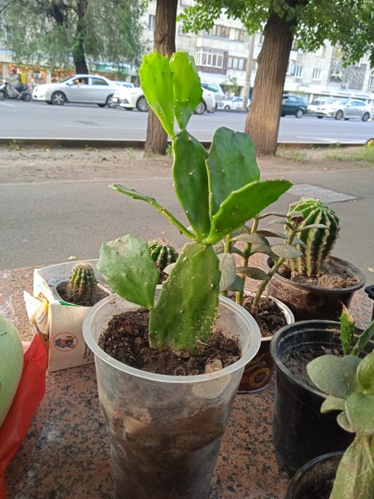 Комнатные растения