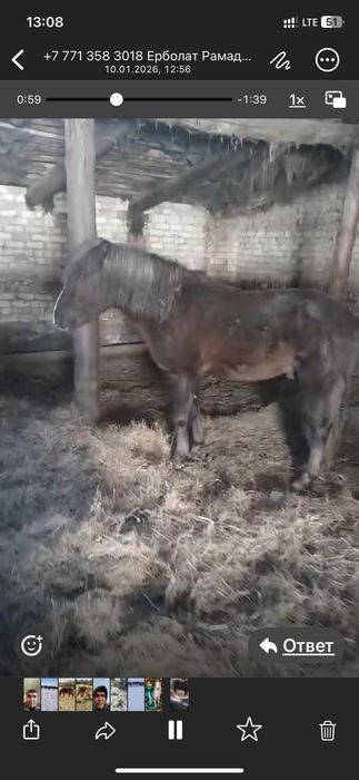 Лошадь Айгыр  7 жасар