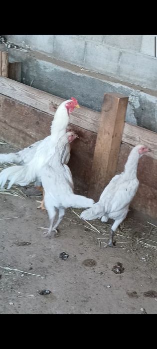 Дакан китайцы, борцовки