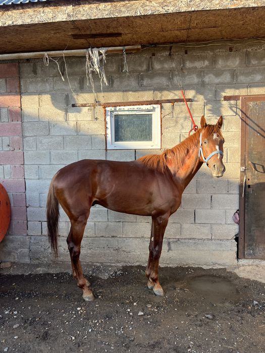 Чисто кровный лошать