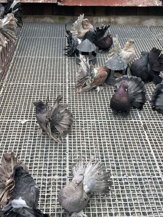 Porumbei Voltat Indian!