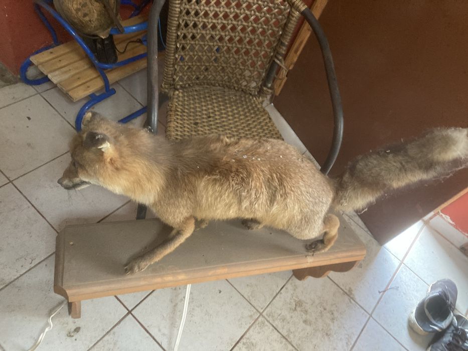 Продавам препарирана лисица