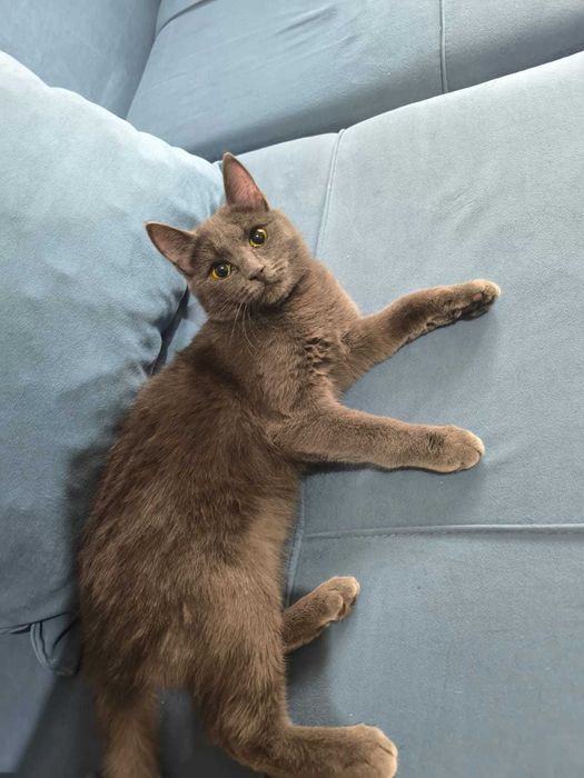 Отдам в добрые руки