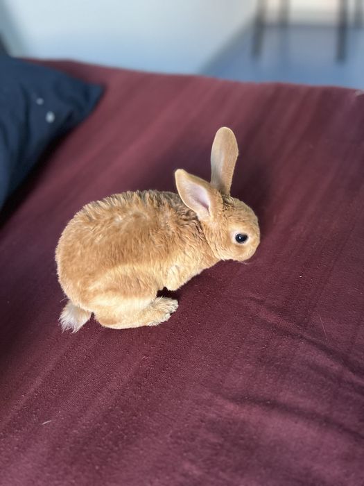 Продам кроликов декоративных