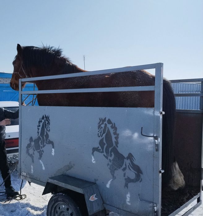 Владимировский полутяж продам Айгыра