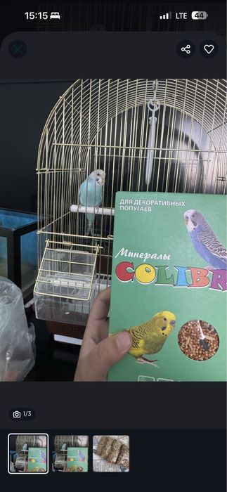 Продам попугай срочно