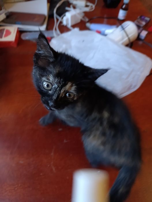 Котёнок в добрые руки!!!