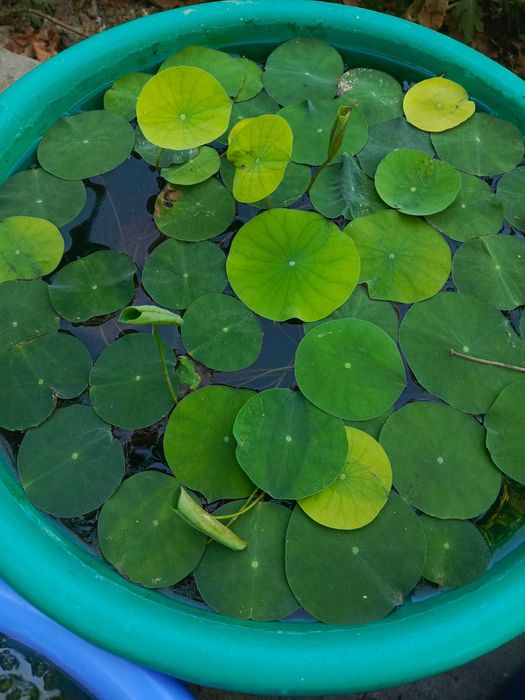 Лотосы, водяные цветы.