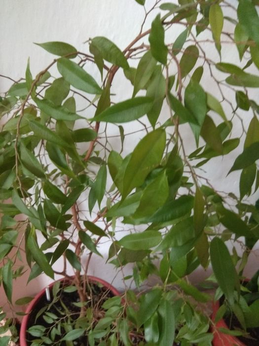 Комнатные растения