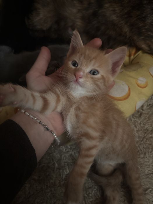 котята ищут себе дом