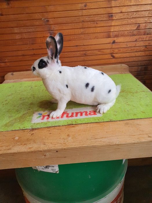 Iepuri Rex Dalmațian