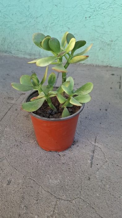 Продам комнатные цветы