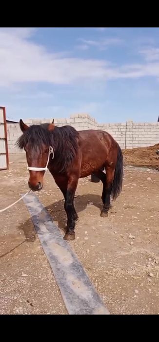 Айғыр үйірге сатылады