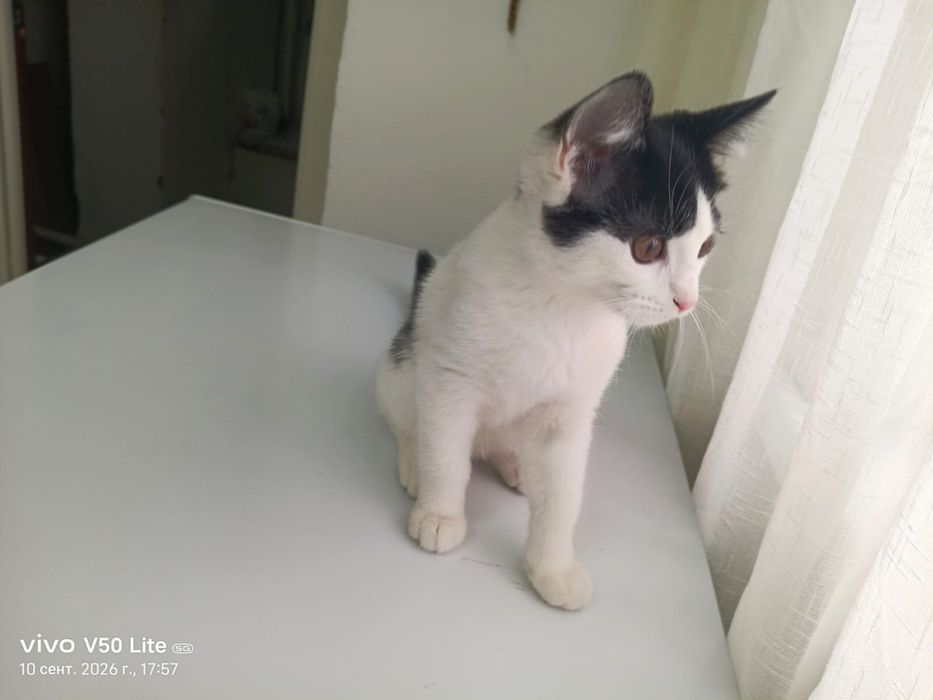 Отдам котенка в добрые руки. Мальчик.