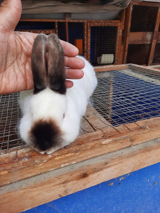 Калифорния,спмец,11 месяцев