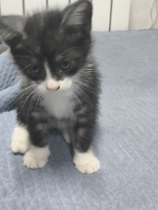Отдам бесплатно котят