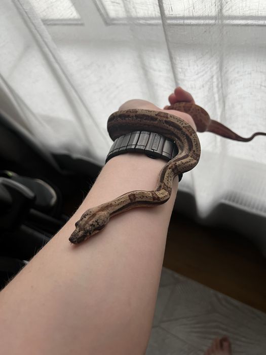 Удав иператорский Img Motley Hypo het Albino Sharp