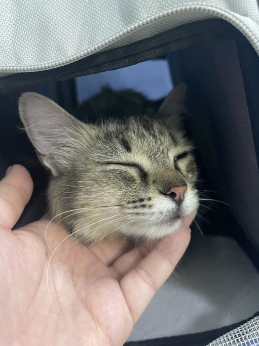 кошка девочка,  5-6 месяцев
