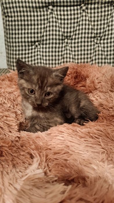 Отдам котят бесплатно
