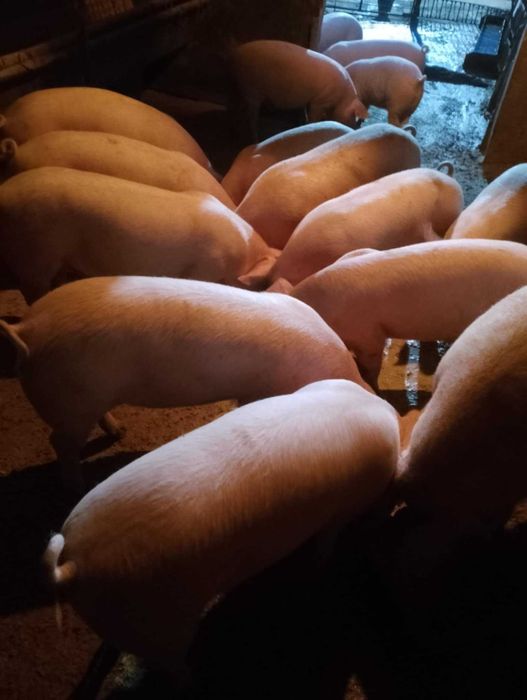 Угоени прасета 100/120 кг