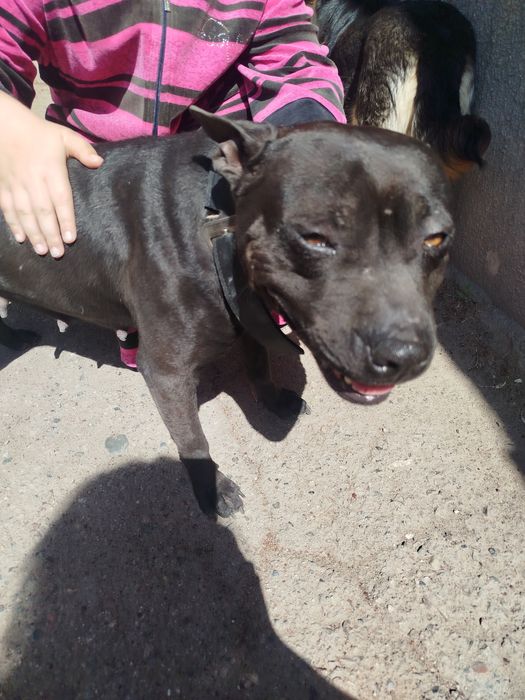 Питбуль бесплатно