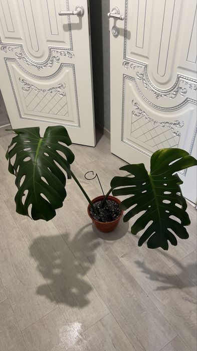 Монстера продам цветок