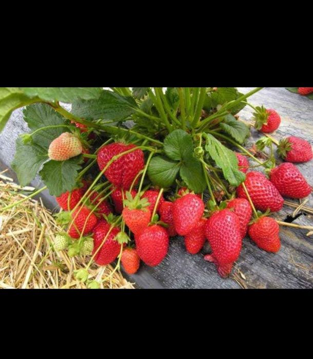 Разсад за ягоди само сега на промо цена 0.30 €