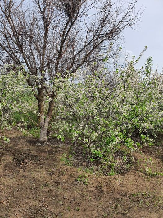 Продам дачу 10 соток с домиком