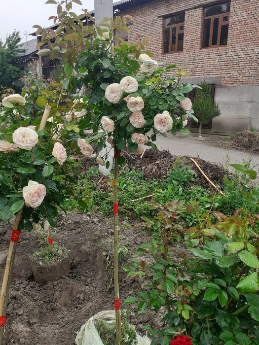 Штамп атиргул дарахт кучатлари оптом сотилади дехкончилик