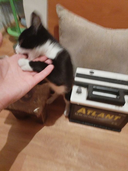 Продам Катя мальчик