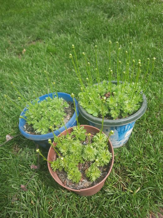 Продам хосту,медуницу и многое другое.