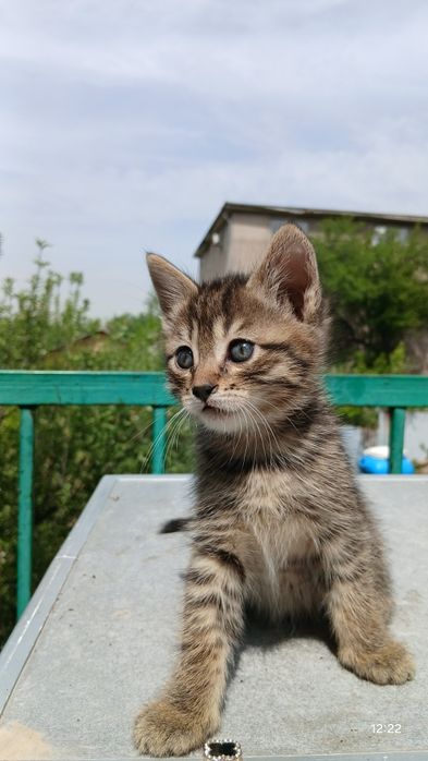 Котятки в хорошие руки