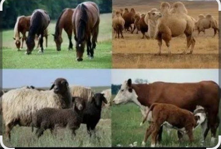 Сиыр және жылқы бағамын