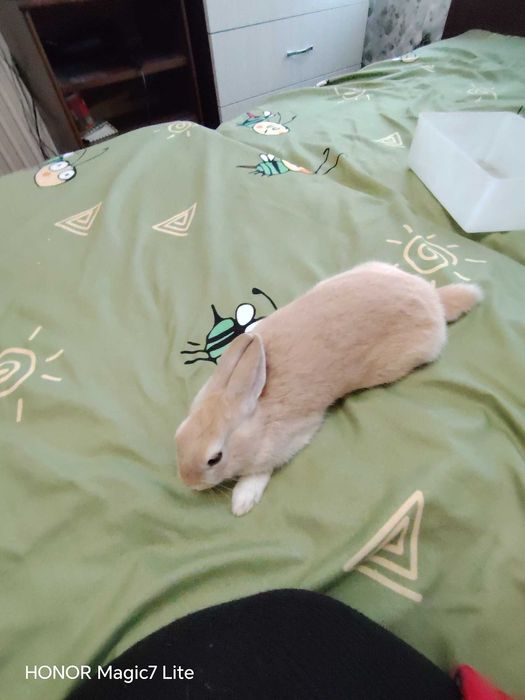 Мини зайче Холандско джудже на 3 месеца