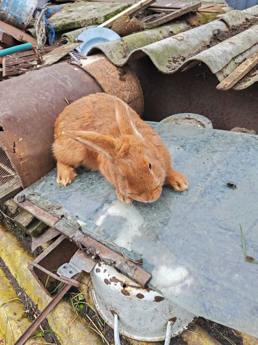 Продавам бургундски зайци