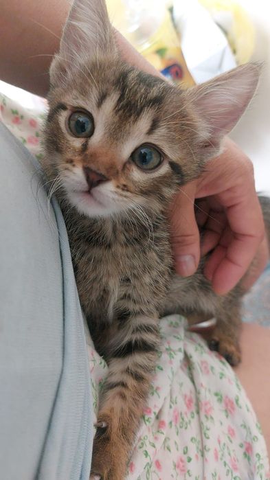 Котенок в добрые руки