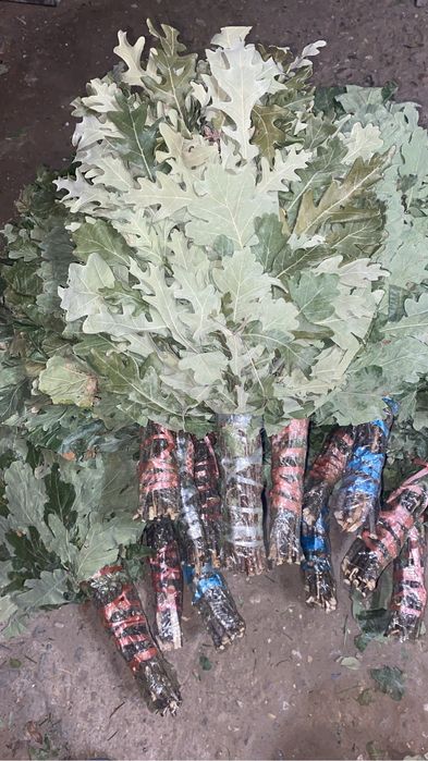 Дубовый веник Атырау