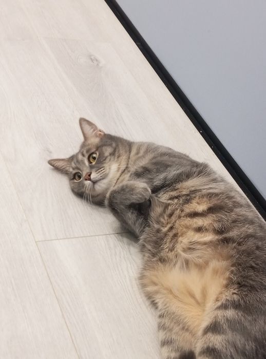 Ищу дом для котиков!