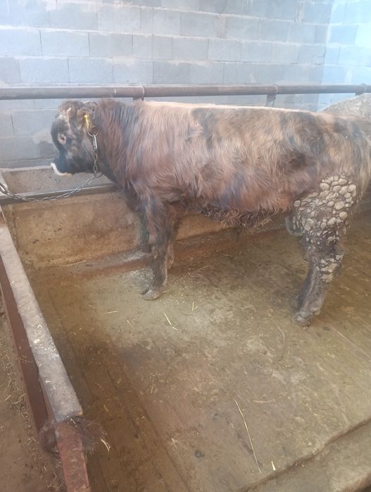 Бычок стоит на откорме 500000тыс