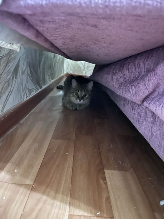 Кошка девочка 1год умная,чистый